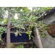 SE VENDE BONITA CASA EN LA COLONIA CARLOS ROVIROSA EN PACHUCA.
